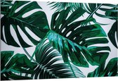 Dibond - Groene Bladeren op Witte Achtergrond - 150x100cm Foto op Aluminium (Wanddecoratie van metaal)