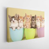 Six cute kittens sitting inside in pastel containers - Modern Art Canvas - Horizontal - 97506335 - 50*40 Horizontal