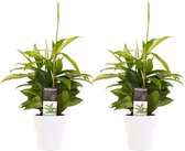 Kamerplanten van Botanicly – 2 × Drakenboom incl. sierpot wit als set – Hoogte: 45 cm – Dracaena surculosa