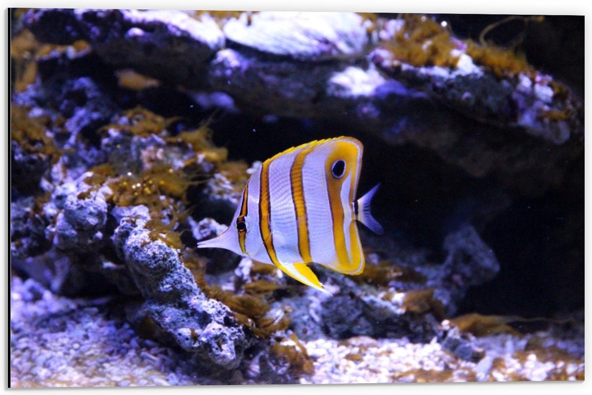 Dibond - Wit/Oranje Visje in Aquarium - 60x40cm Foto op Aluminium (Wanddecoratie van metaal)
