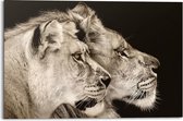 Schilderij Leeuw en leeuwin