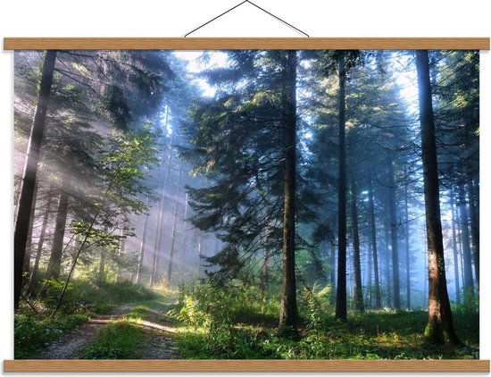 Schoolplaat – Zonnestralen in Groenig Bos  - 90x60cm Foto op Textielposter (Wanddecoratie op Schoolplaat)