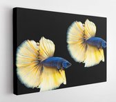 Golden color Siamese fighting fish, Betta splendens, The colorful fish is beautiful that most people love to be beautiful and enjoy, isolated on on black background.  - Modern Art