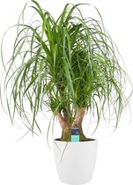 Hellogreen Kamerplant - Beaucarnea Olifantenpoot - Vertakt - 100 cm - Elho Brussels wit