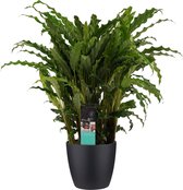 Hellogreen Kamerplant - Calathea Bluegrass - 60 cm - Elho Brussels zwart