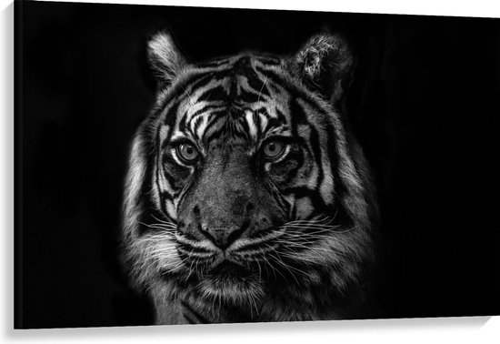 Toile Devant T te de Tigre noir blanc 120x80cm Photo sur