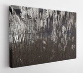 Sea Oat Grass  - Modern Art Canvas - Horizontal - 9917179 - 50*40 Horizontal