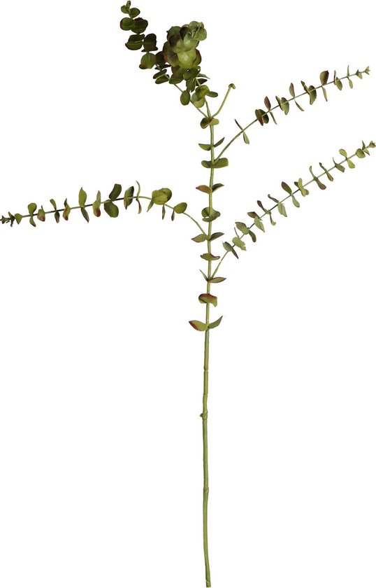 PTMD  leaves plant groen eucalyptus tak