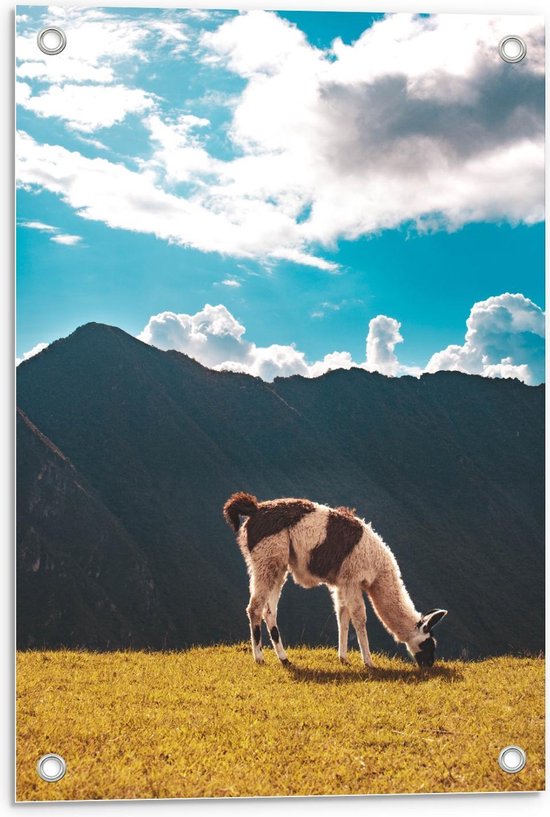 Tuinposter – Berglama bij Blauwe Lucht - 40x60cm Foto op Tuinposter  (wanddecoratie voor buiten en binnen)