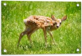 Tuinposter – Babyhertje in het Gras - 60x40cm Foto op Tuinposter  (wanddecoratie voor buiten en binnen)