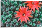 Tuinposter – Rode Bloem Tussen Cactussen - 90x60cm Foto op Tuinposter  (wanddecoratie voor buiten en binnen)