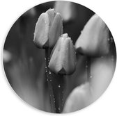 Forex Wandcirkel - Tulpjes (zwart/wit) - 60x60cm Foto op Wandcirkel (met ophangsysteem)