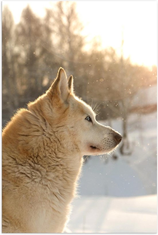 Poster – Lichte Wolf in Sneeuw  - 60x90cm Foto op Posterpapier