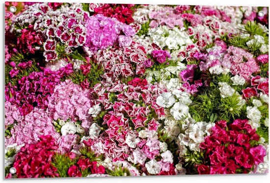 Tuinposter – Roze/Witte Bloemboeketten - 90x60cm Foto op Tuinposter  (wanddecoratie voor buiten en binnen)