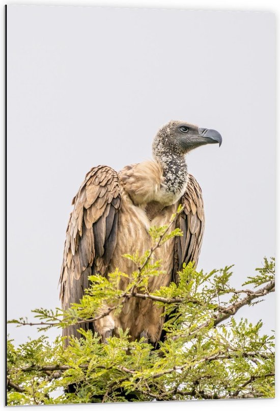 Dibond - Vulture Nairobi Vogel - 60x90cm Foto op Aluminium (Wanddecoratie van metaal)