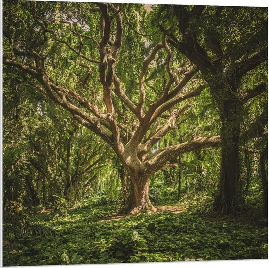 Forex - Grote Boom in het Bos - 80x80cm Foto op Forex