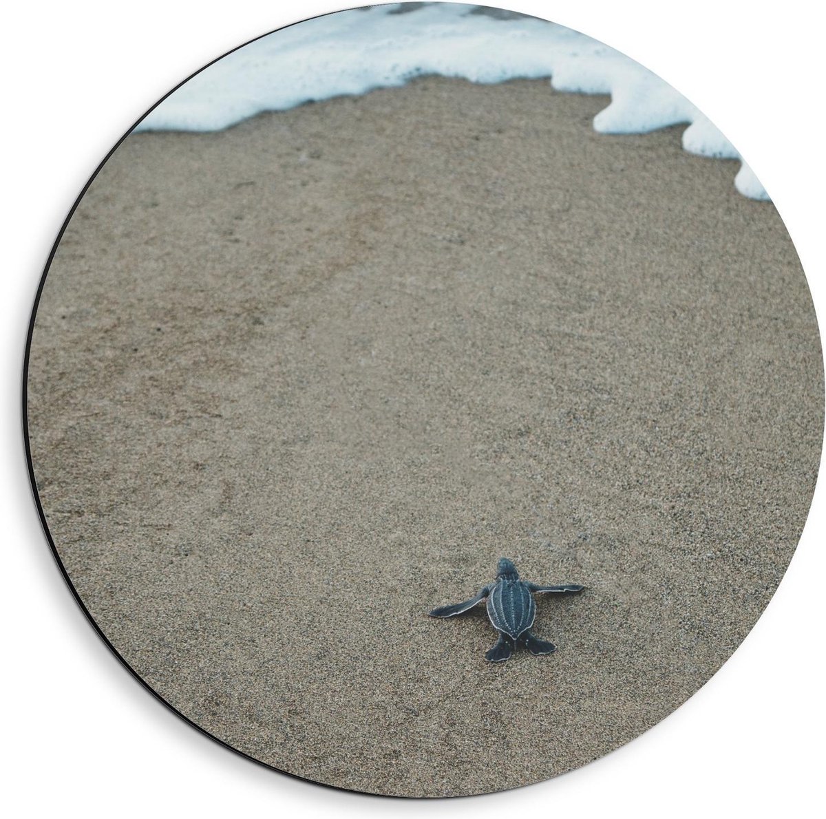 Dibond Wandcirkel - Baby Schildpad op het Strand - 40x40cm Foto op Aluminium Wandcirkel (met ophangsysteem)
