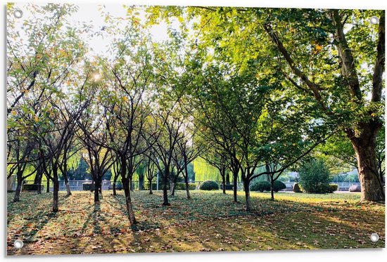 Tuinposter – Bomen - 90x60cm Foto op Tuinposter  (wanddecoratie voor buiten en binnen)