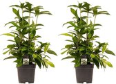 Kamerplanten van Botanicly – 2 × Drakenboom – Hoogte: 55 cm – Dracaena surculosa