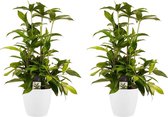 Kamerplanten van Botanicly – 2 × Drakenboom incl. sierpot wit als set – Hoogte: 55 cm – Dracaena surculosa