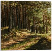 Dibond - Naaldbossen - 50x50cm Foto op Aluminium (Wanddecoratie van metaal)