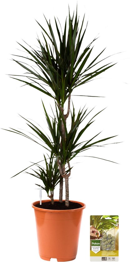 Pokon Powerplanten Drakenbloedboom Marginata 125 cm ↕ - Kamerplanten - Planten voor Binnen - Dracaena - met Plantenvoeding / Vochtmeter