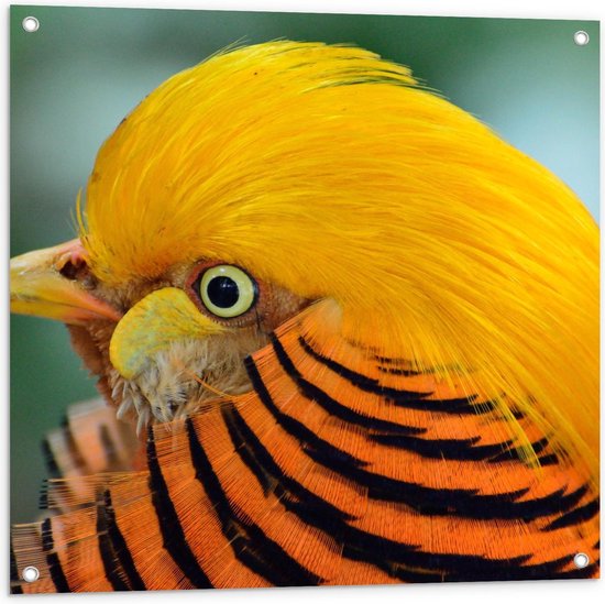 Tuinposter – Gele Vogel met Oranje Veren - 80x80cm Foto op Tuinposter  (wanddecoratie voor buiten en binnen)