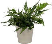 Kamerplant Polystichum Biaristatum – Naaldvaren - ± 25cm hoog – 12 cm diameter - in grijze pot