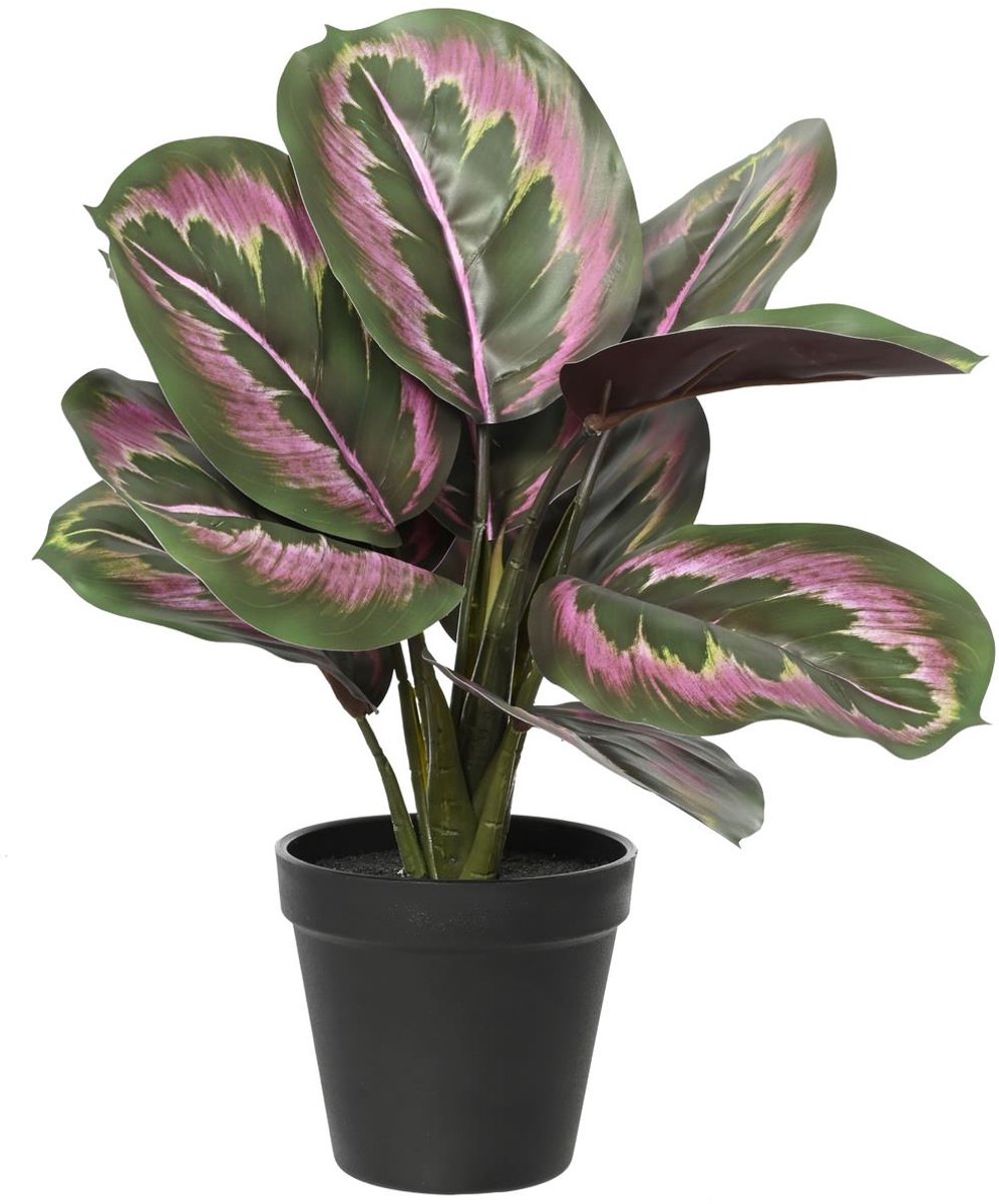 Everlands Maranta Groen/Roze in Zwarte Pot Ø 26 cm 35 cm