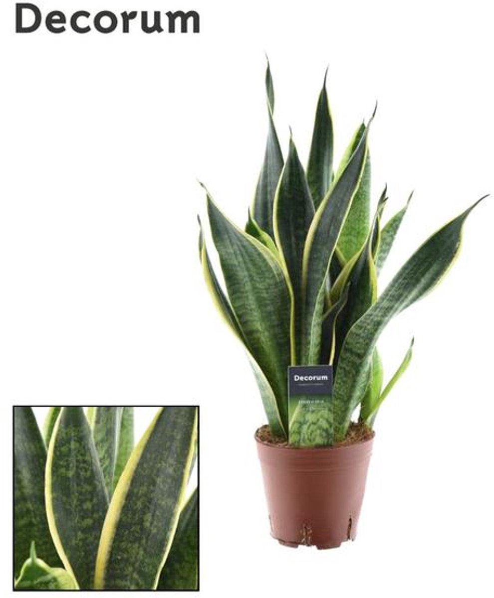 Sansevieria Futura Superba - Ø14cm - 45cm