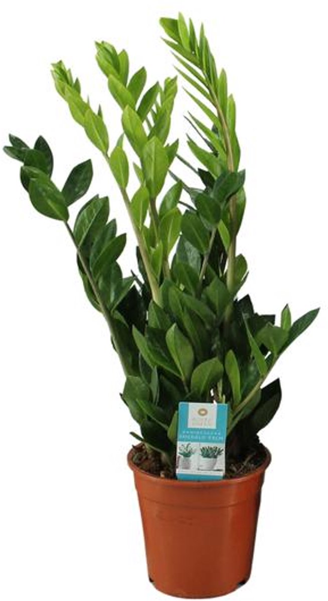 Zamioculcas Zamiifolia (ZZ-plant) - Ø17cm - 65cm