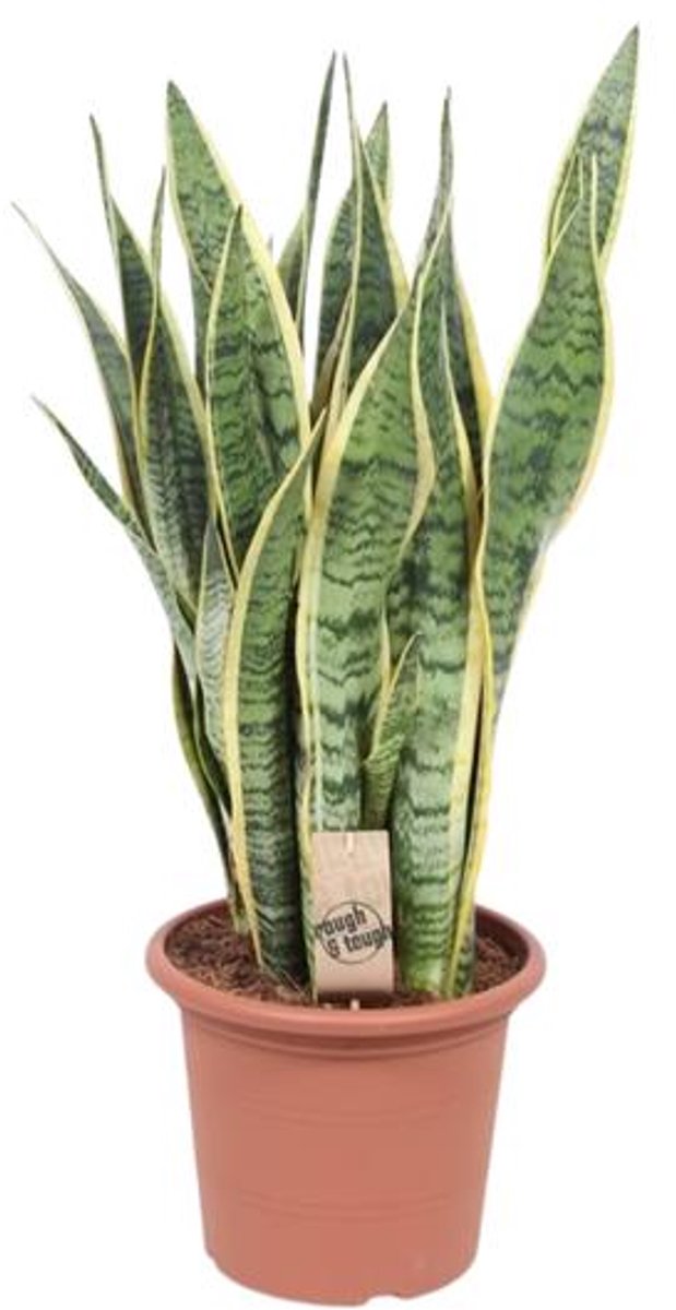 Sansevieria Trifasciata Laurentii - Ø25cm - 85cm