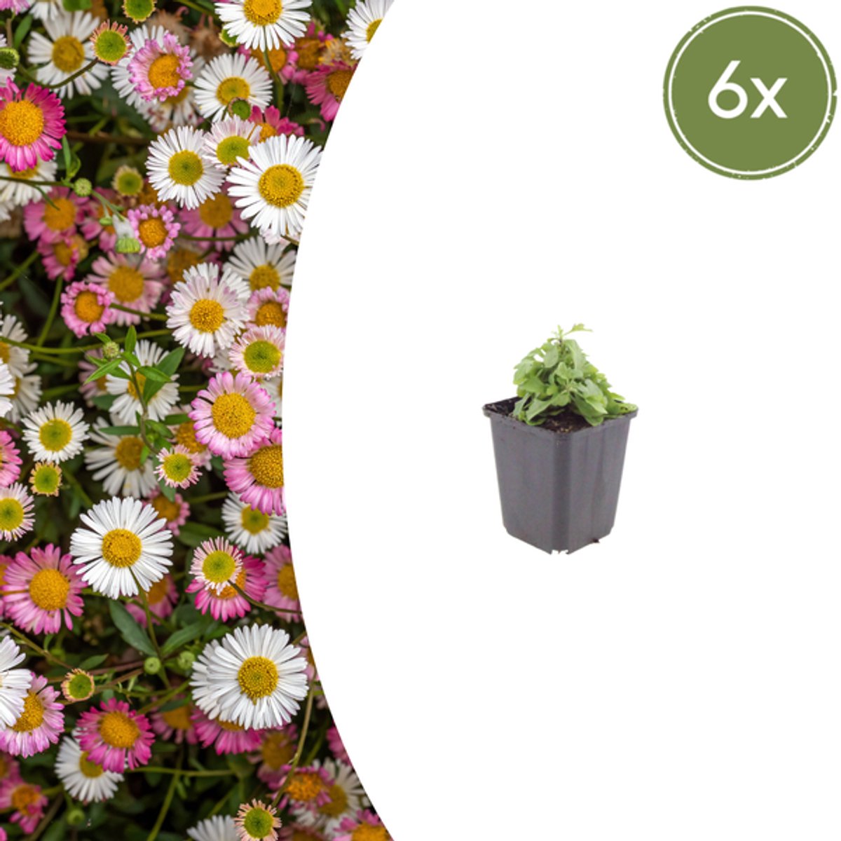 6x Erigeron karvinskianus - 10-25cm - Ø9cm