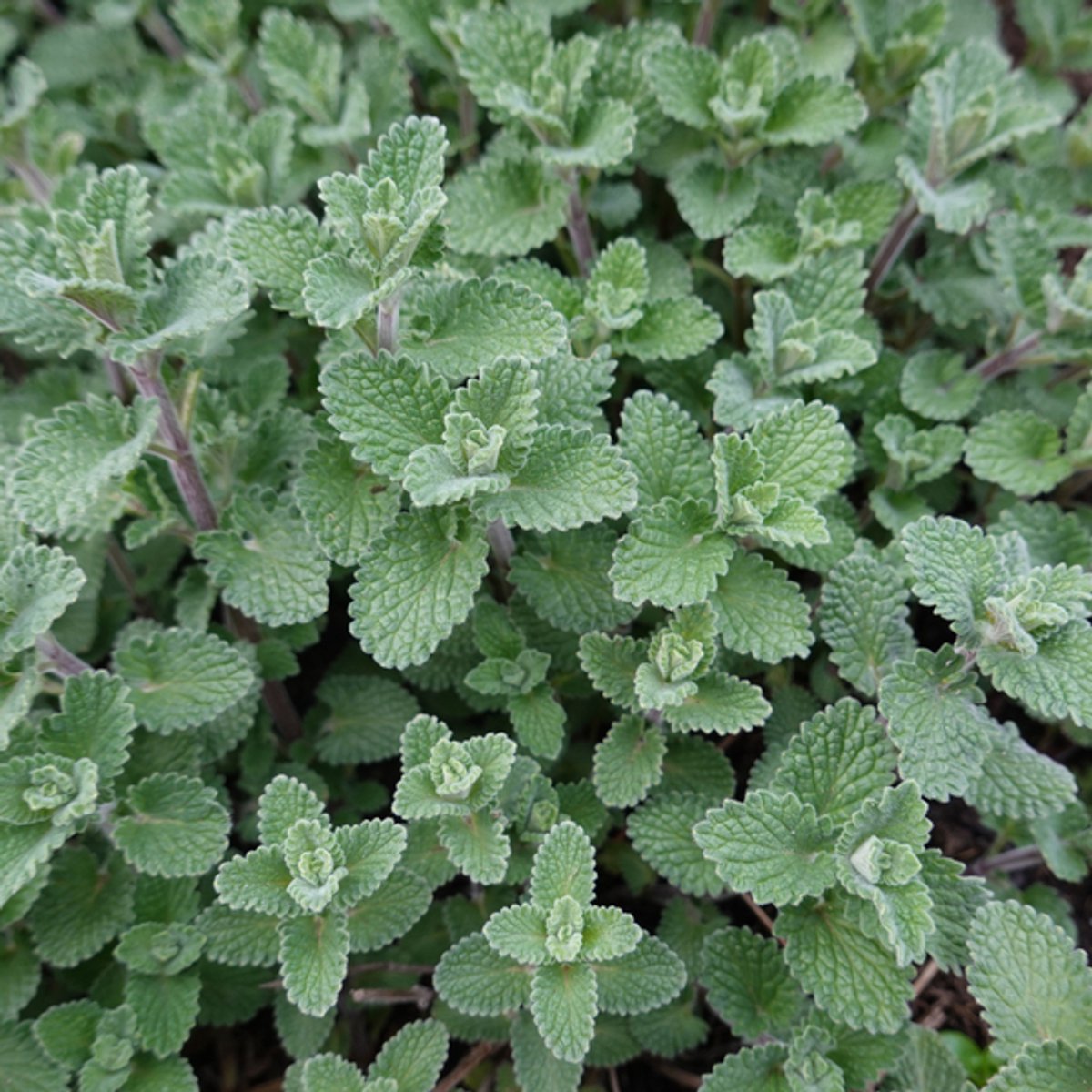 24x Nepeta 'Grol' - 10-25cm - Ø9cm