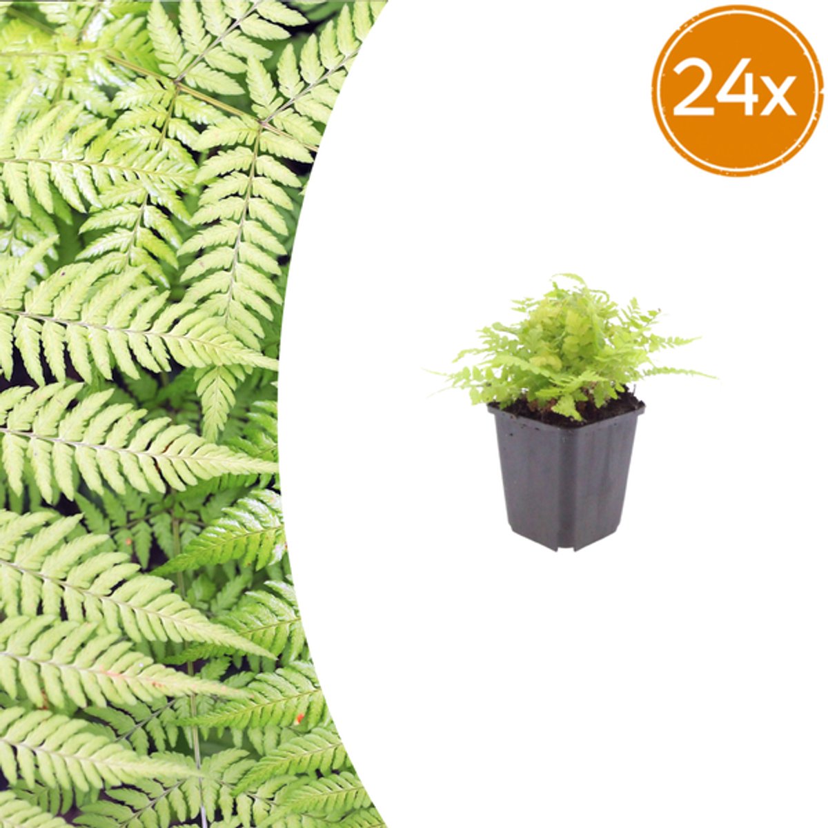 24x Dryopteris filix-mas - 10-25cm - Ø9cm