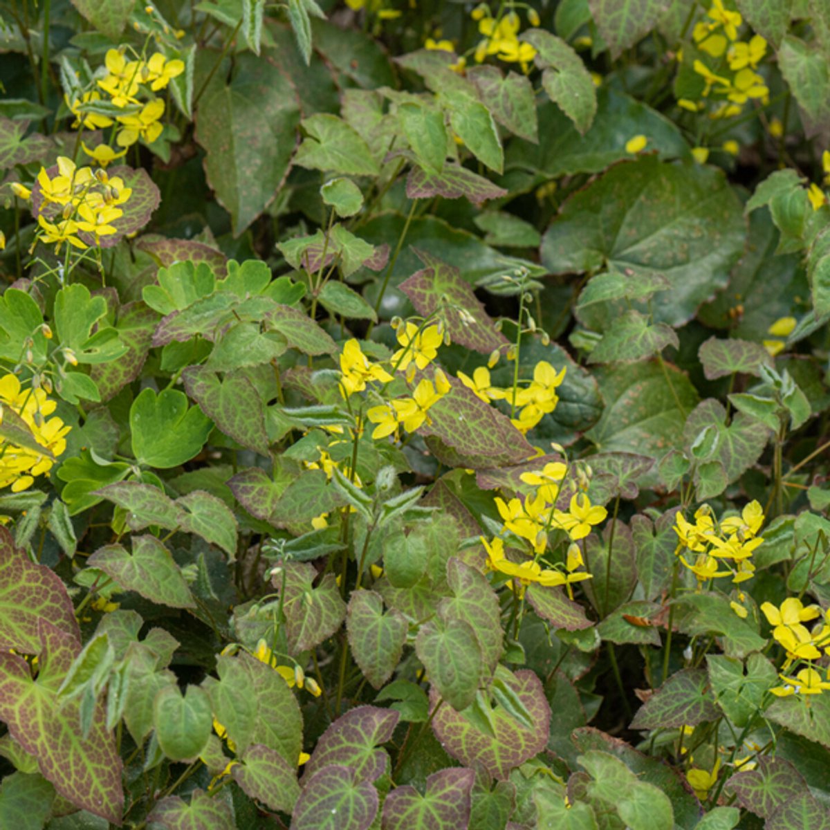 24x Epimedium perralc. 'Frohnleiten' - 10-25cm - Ø9cm