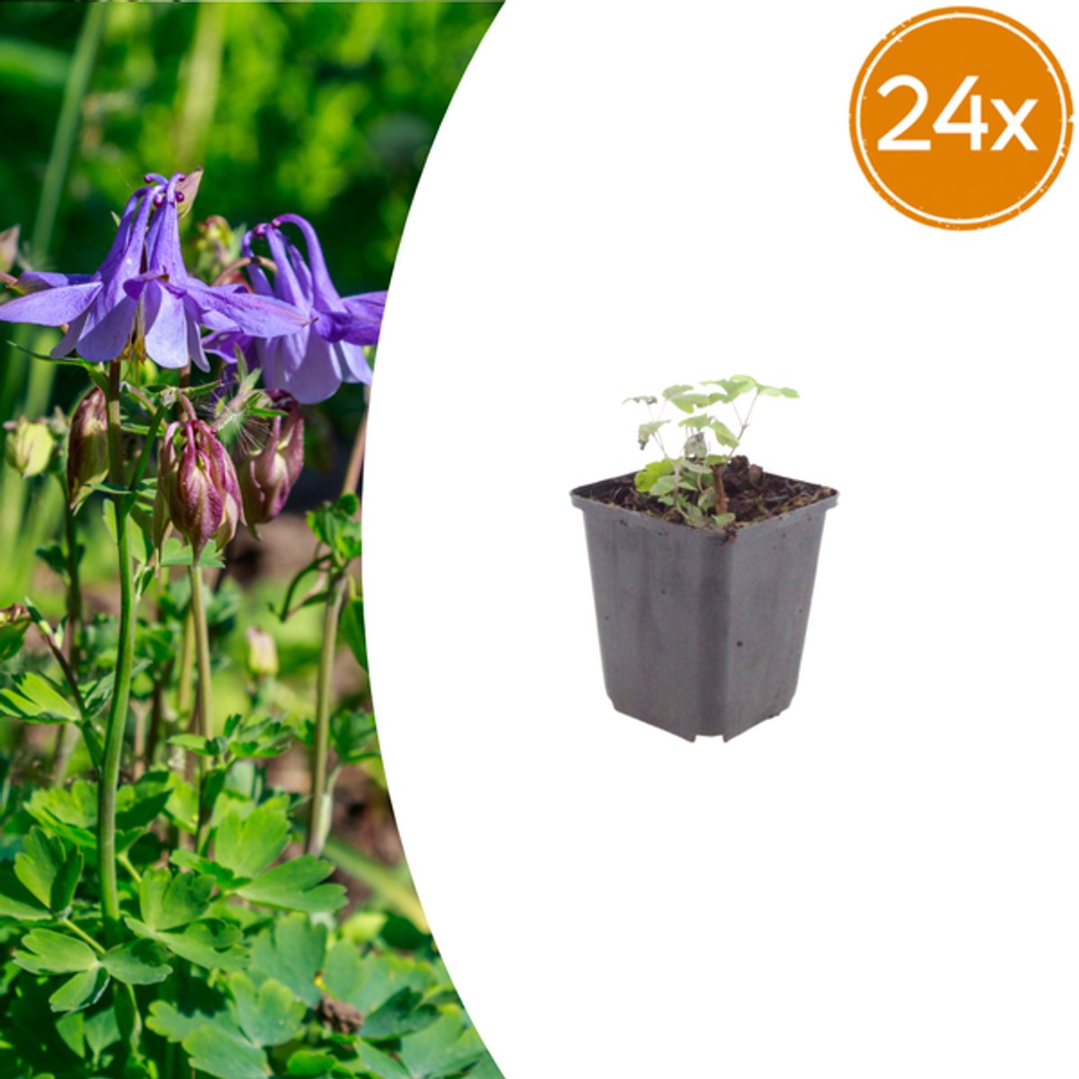 24x Aquilegia vulgaris - 10-25cm - Ø9cm
