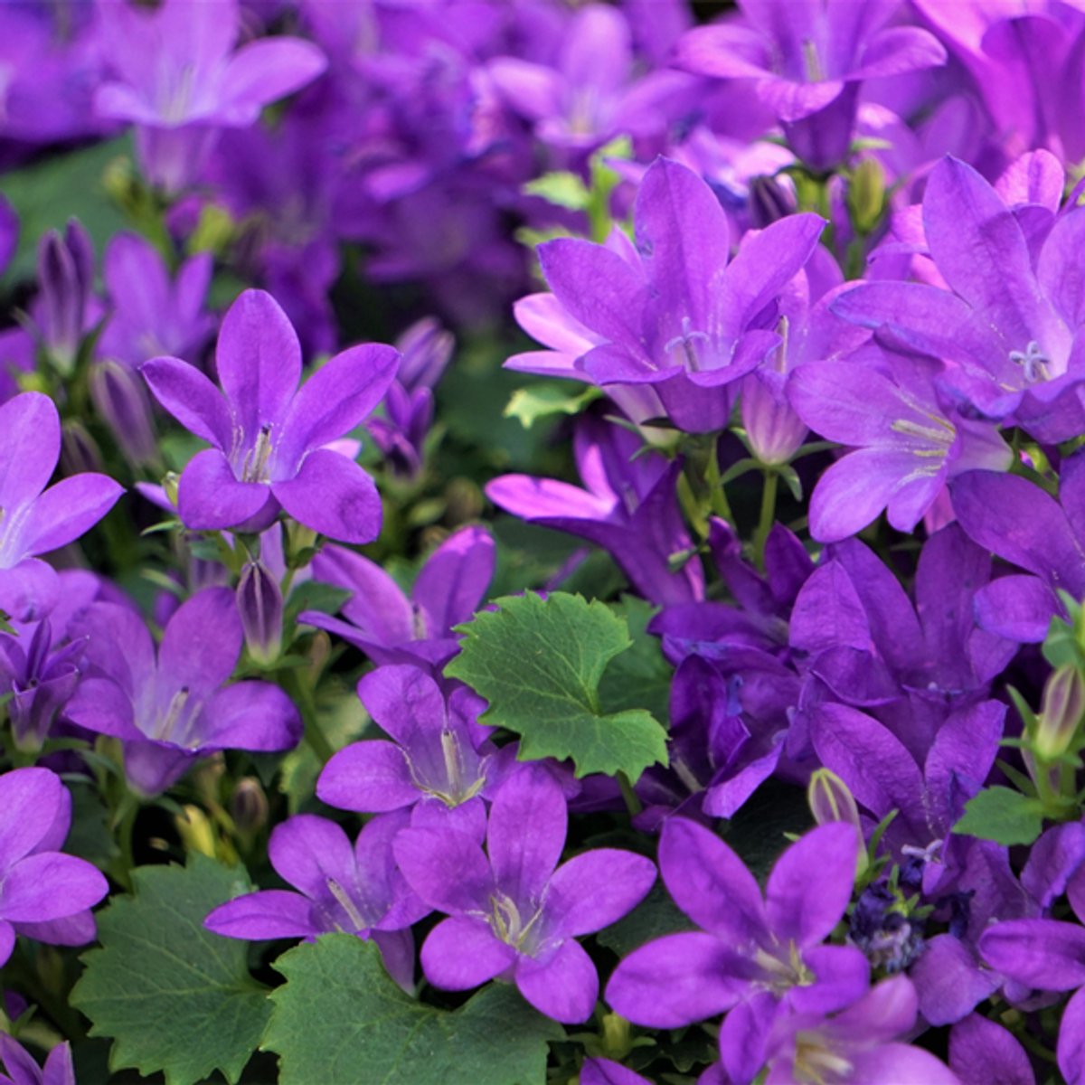 48x Campanula portenschlagiana - 10-25cm - Ø9cm