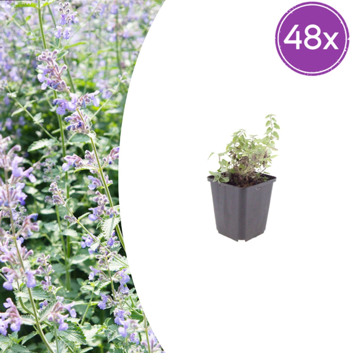 48x Nepeta faassenii - 10-25cm - Ø9cm