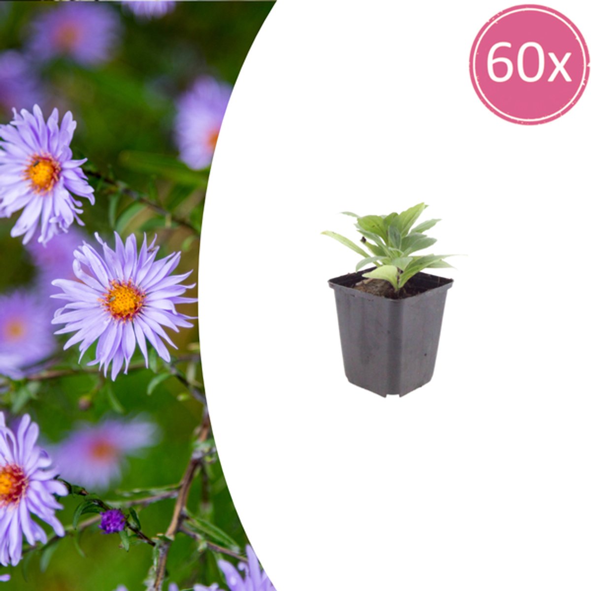 60x Aster frikartii 'Monch' - 10-25cm - Ø9cm