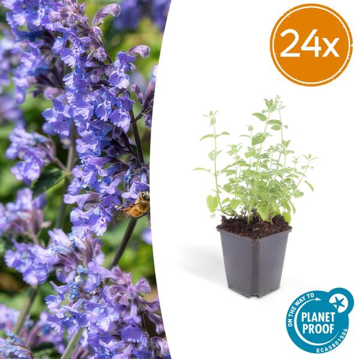 24x Nepeta 'Six Hills Giant' - 10-25cm - Ø9cm