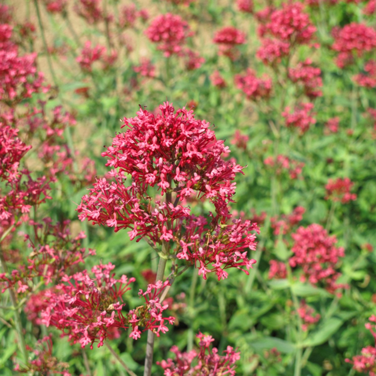 12x Centranthus ruber 'Coccineus' - 10-25cm - Ø9cm