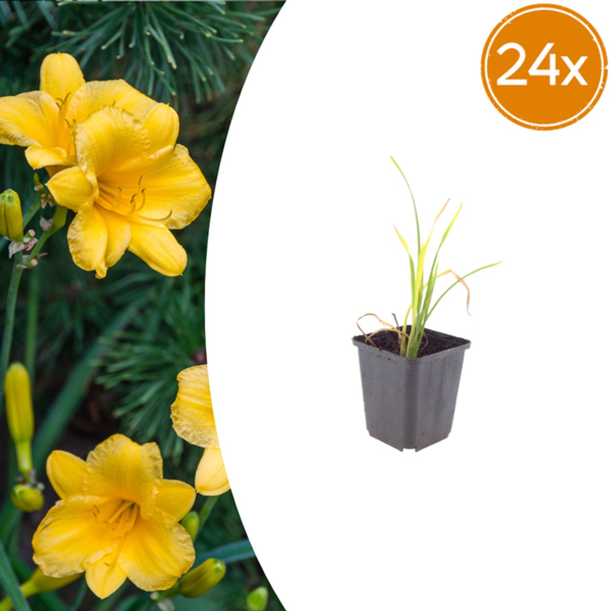 24x Hemerocallis 'Stella de Oro' - 10-25cm - Ø9cm