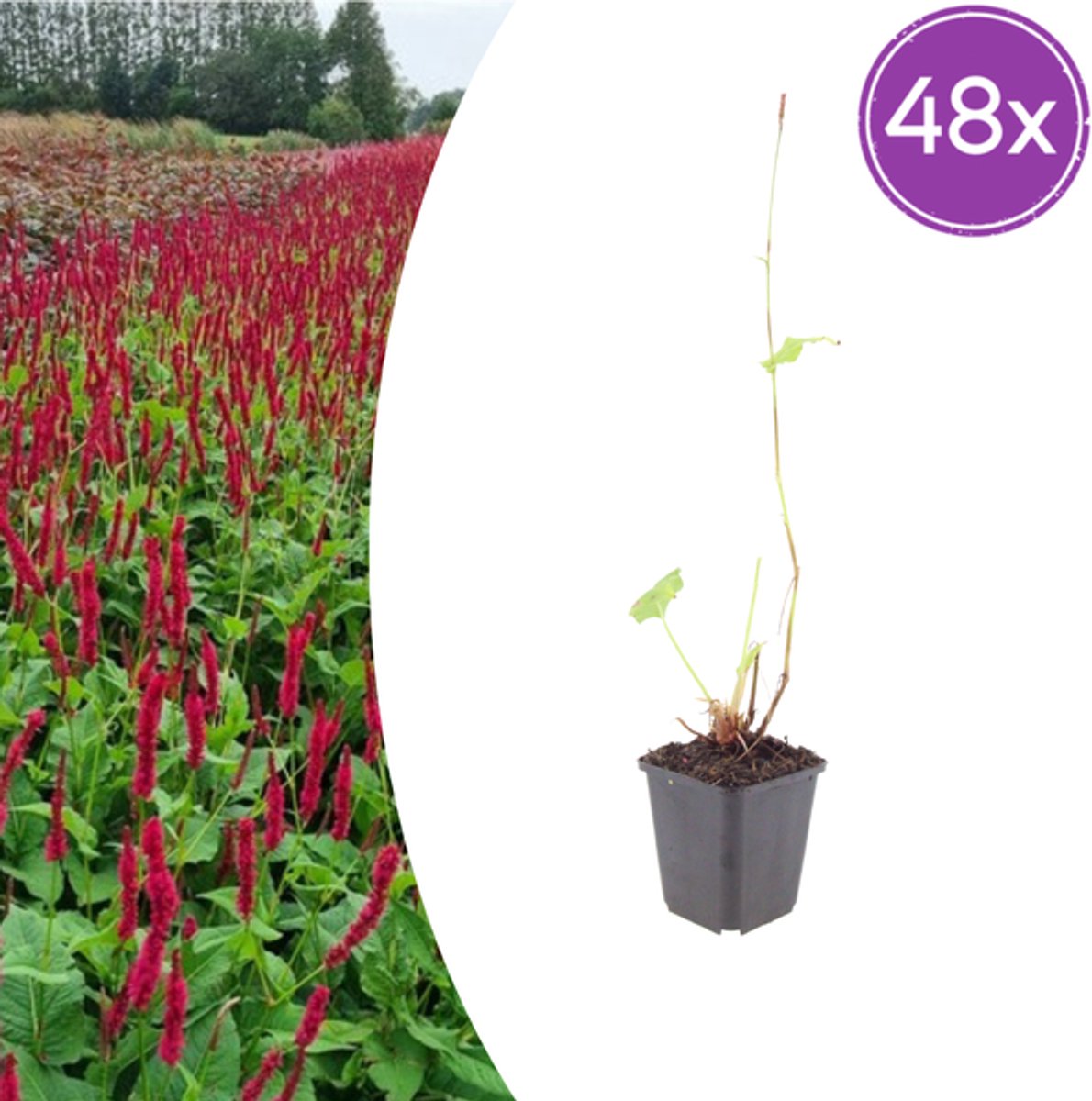 48x Persicaria a. 'Blackfield' - 10-25cm - Ø9cm