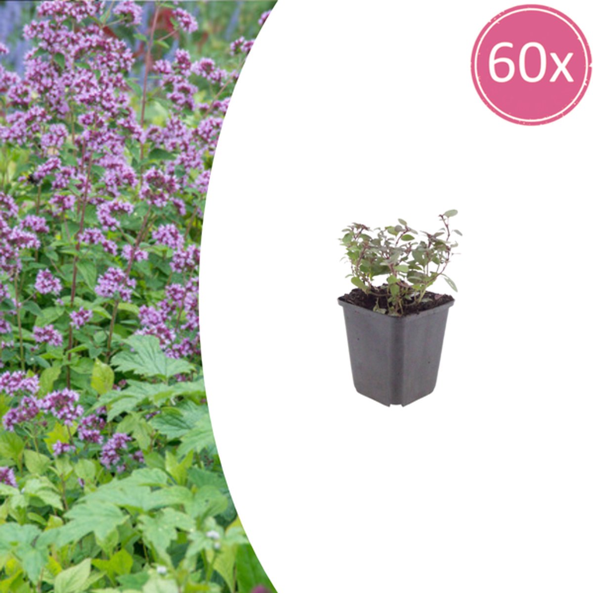 60x Origanum laevigatum 'Herrenhausen' - 10-25cm - Ø9cm