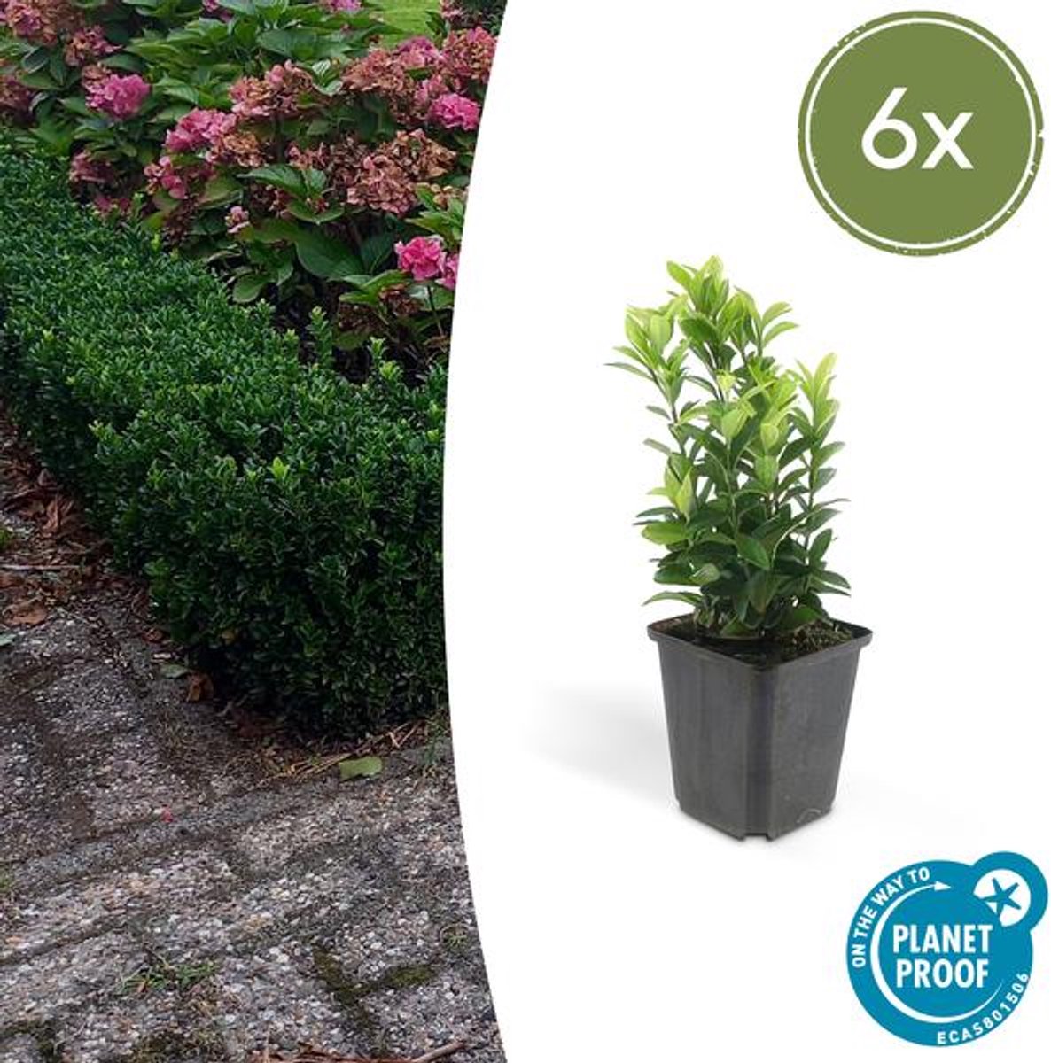 6x Euonymus jap. Green Spire - 10-25cm - Ø9cm
