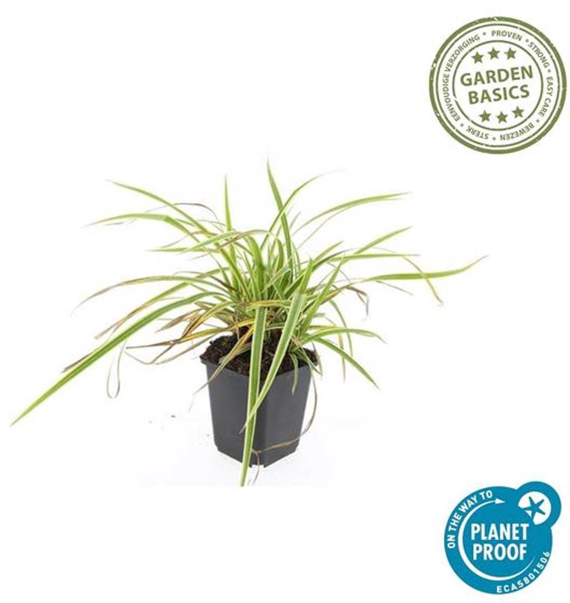 48x Carex morrowii 'Aureovariegata' - 10-25cm - Ø9cm