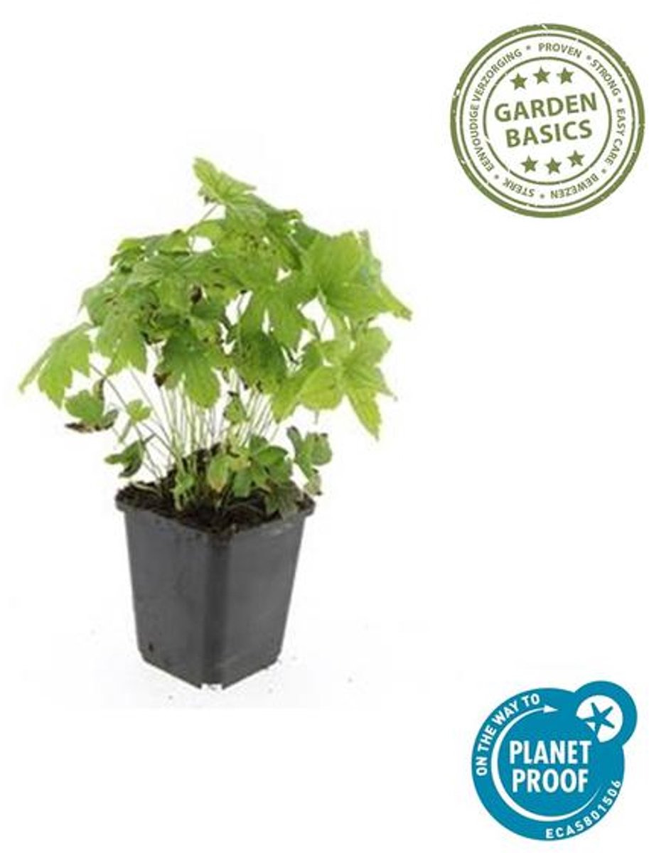 60x Geranium nodosum - 10-25cm - Ø9cm