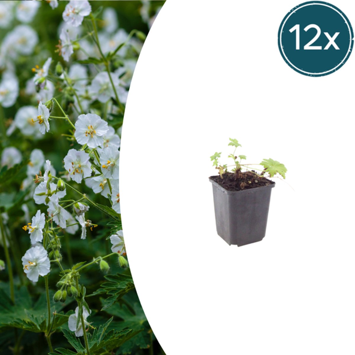 12x Geranium macr. 'White Ness' - 10-25cm - Ø9cm
