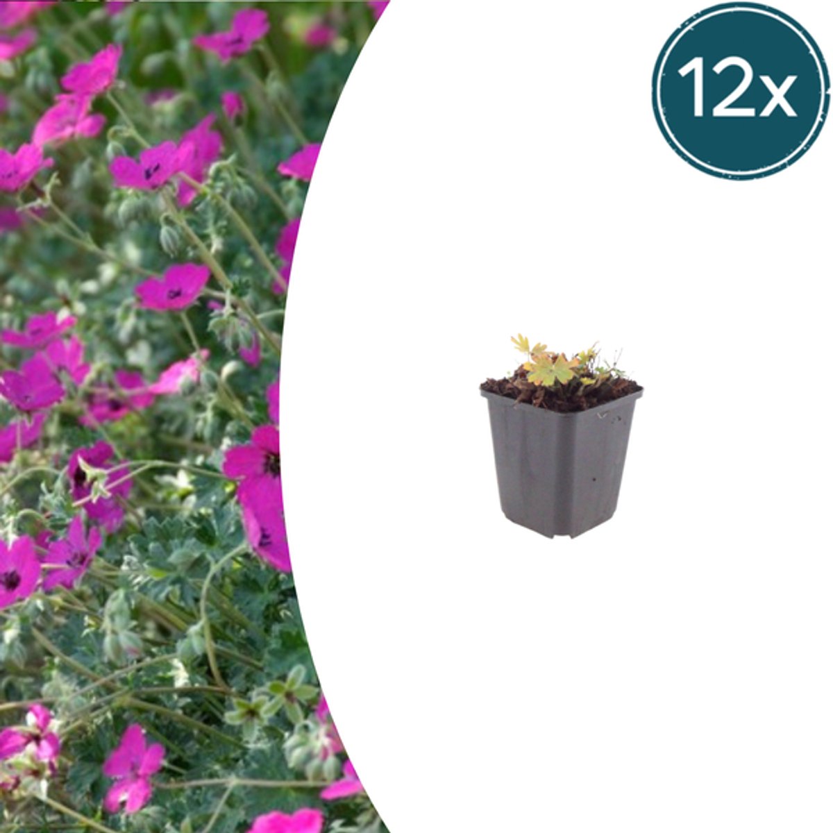 12x Geranium sang. 'Max Frei' - 10-25cm - Ø9cm
